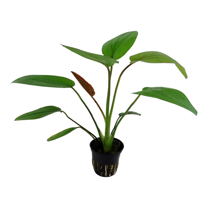 Tropica Akvarieplante i potte Echinodorus x barthii